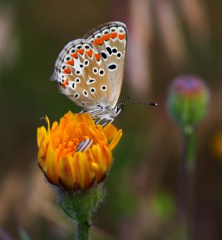 okgzl Esmer (Aricia agestis)