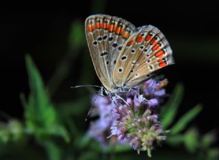 okgzl Mavi (Polyommatus icarus)