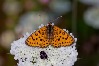 Benekli parhan (Melitaea didyma)