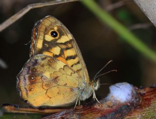 Karanlk Orman Esmeri (Pararge aegeria)