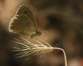 Kk Zpzp Perisi (Coenonympha pamphilus)