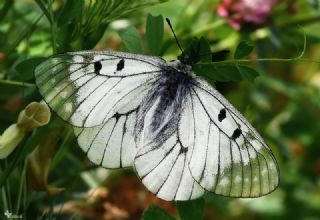 Dumanl Apollo (Parnassius mnemosyne)