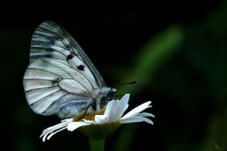 Dumanl Apollo (Parnassius mnemosyne)