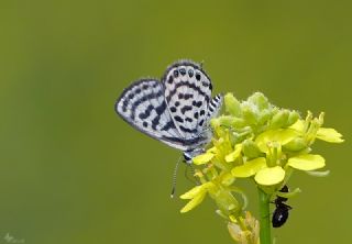 Balkan Kaplan (Tarucus balkanicus)