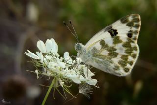 Yeni Beneklimelek (Pontia edusa)