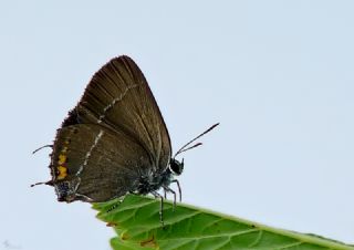 Gzel Sevbeni (Satyrium spini)