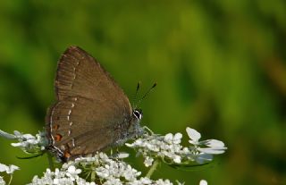 Byk Sevbeni (Satyrium ilicis)