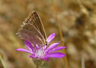 okgzl Dafnis (Polyommatus daphnis)