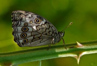 Aa Esmeri (Kirinia roxelana)