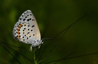 Himalaya Mavisi (Pseudophilotes vicrama)