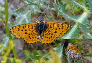Gzel parhan (Melitaea trivia)