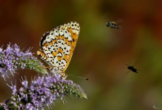 Gzel parhan (Melitaea trivia)