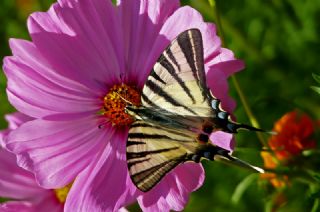 Erik Krlangkuyruk (Iphiclides podalirius)