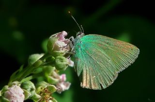 Anadolu Zmrt (Callophrys paulae)