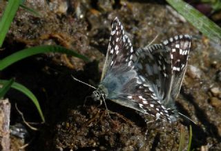 Zeytuni Z�pz�p&nbsp;(Pyrgus&nbsp;serratulae)