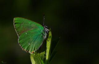 Zmrt (Callophrys rubi)