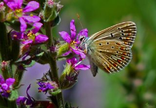 okgzl Meneke Mavisi (Polyommatus thersites)