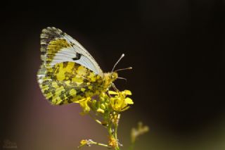 S�sl� Damone&nbsp;(Anthocharis&nbsp;damone)