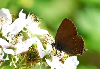 Byk Sevbeni (Satyrium ilicis)