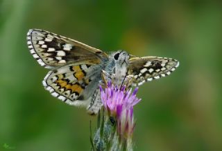 Sarbandl Zpzp (Pyrgus sidae)