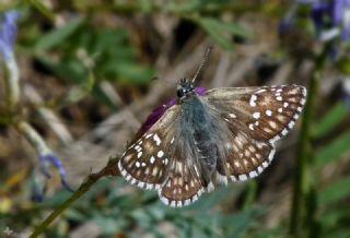 Sar Bandl Zpzp (Pyrgus sidae)