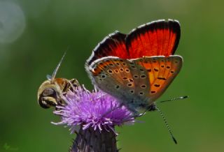 Ate� Bak�r G�zeli&nbsp;(Lycaena&nbsp;candens)