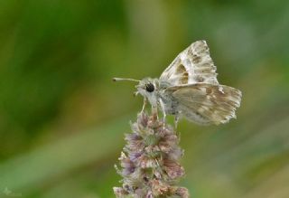 �ark Z�pz�p�&nbsp;(Carcharodus&nbsp;orientalis)