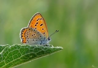 Kk Ate Gzeli (Lycaena thersamon)