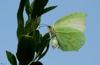 Orakkanat (Gonepteryx rhamni)