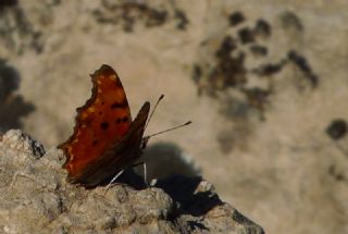 Anadolu Y�rt�kp�rt���&nbsp;(Inachis&nbsp;egea)