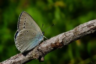 Anadolu Devmavisi (Glaucopsyche lessei)