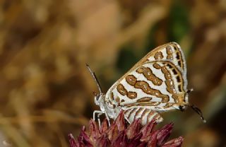 �eytanc�k&nbsp;(Cigaritis&nbsp;acamas)