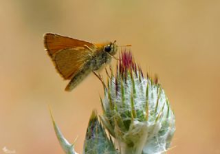 Sar Antenli Zpzp (Thymelicus sylvestris)