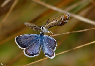 das Mavisi, Esmergz (Plebejus idas)