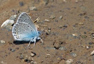 okgzl Amanda (Polyommatus amandus)