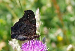 Tavus Kelebe�i&nbsp;(Inachis&nbsp;io)