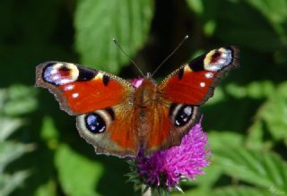 Tavus Kelebe�i&nbsp;(Inachis&nbsp;io)