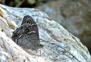 Beyaz Bandl� Karamelek&nbsp;(Hipparchia&nbsp;parisatis)