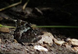 Byk Karamelek (Hipparchia syriaca)