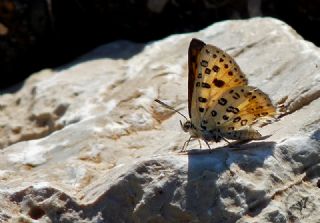 Akdeniz �eytanc���&nbsp;(Cigaritis&nbsp;cilissa)