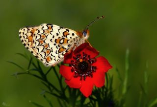 Benekli Byk parhan (Melitaea phoebe)