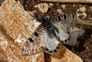 Yalanc Apollo (Archon apollinus)