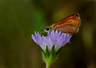 Sar Lekeli Zpzp (Thymelicus acteon)