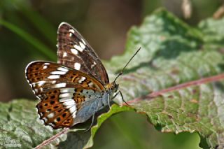 Han�meli Kelebe�i&nbsp;(Limenitis&nbsp;camilla)