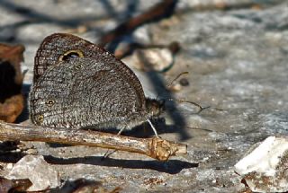 Karagz (Ypthima asterope)