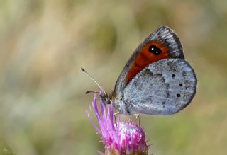Harem G�zelesmeri&nbsp;(Erebia&nbsp;ottomana)