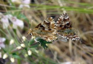 Mermer Zpzp (Carcharodus lavatherae)