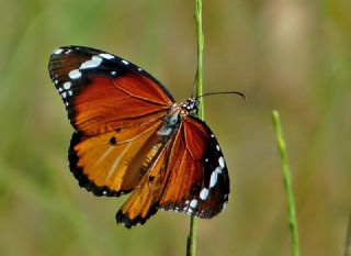 Sultan (Danaus chrysippus)
