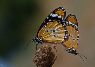 Sultan (Danaus chrysippus)
