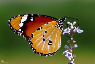 Sultan (Danaus chrysippus)